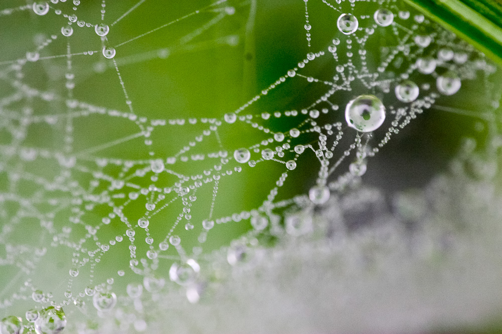 蜘蛛の巣の水滴２