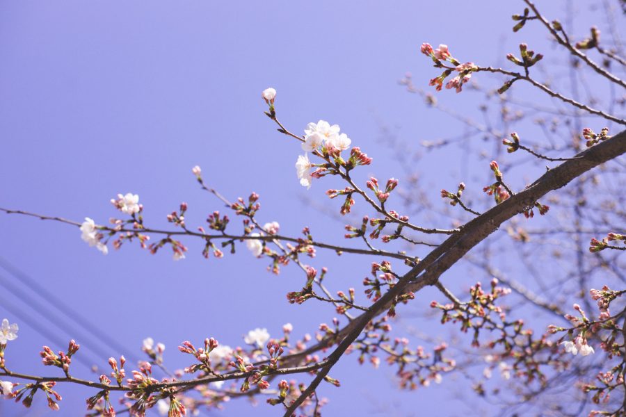 Canon EOS 6DmarkⅡとYONGNUO50mmで一足先に2018年東京・中目黒の桜をスナップ！｜Camoor -カメラの楽しさを