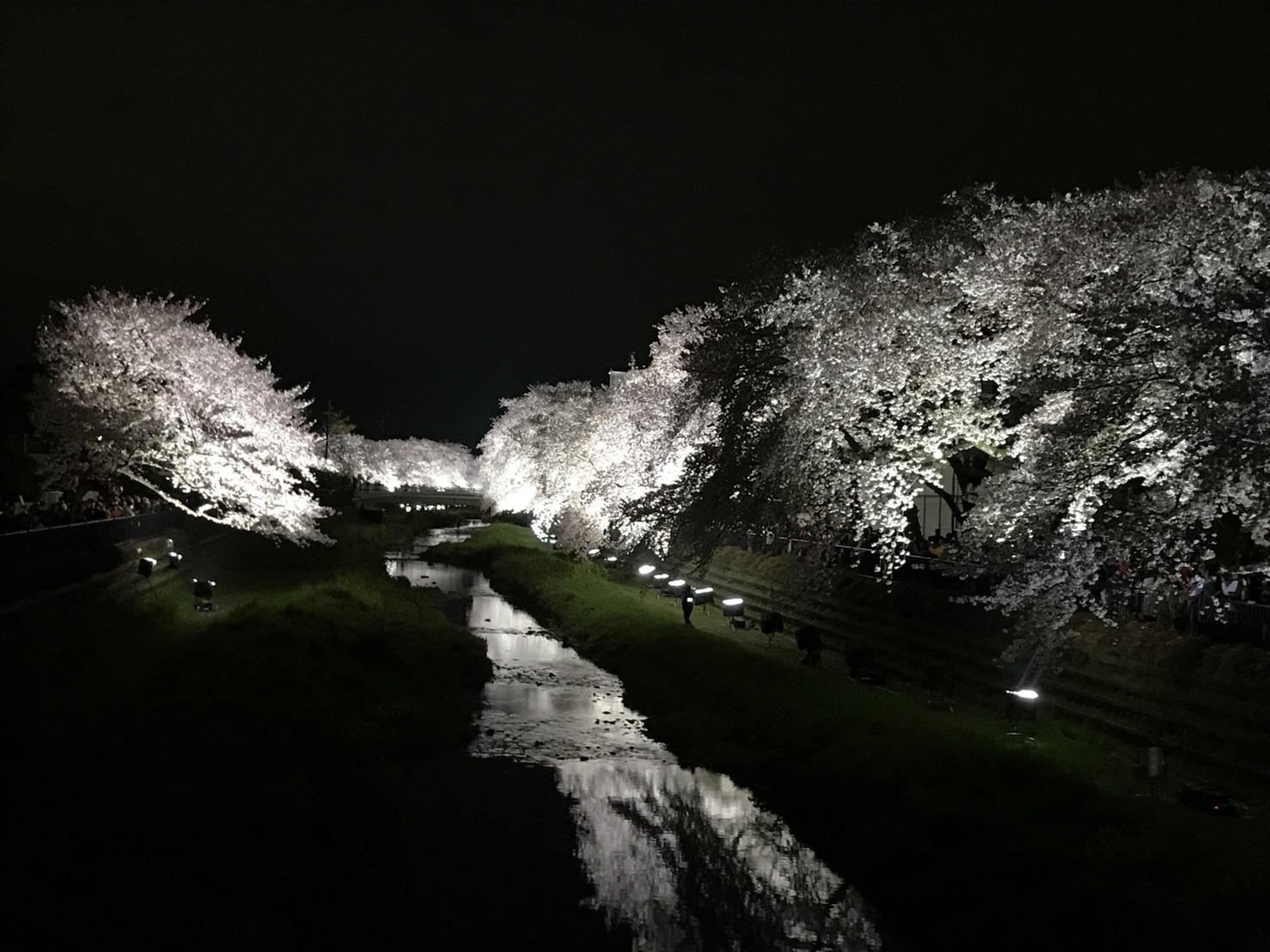 調布　野川　桜　ライトアップ　iPhoneで撮影